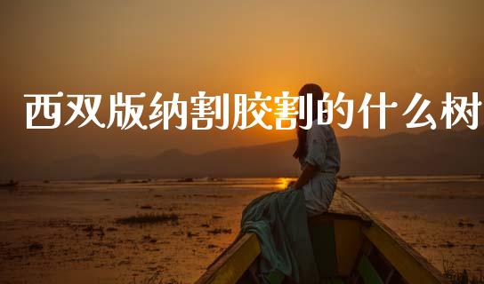 西双版纳割胶割的什么树_https://www.gongyisiwang.com_股指期货交易手续费_第1张