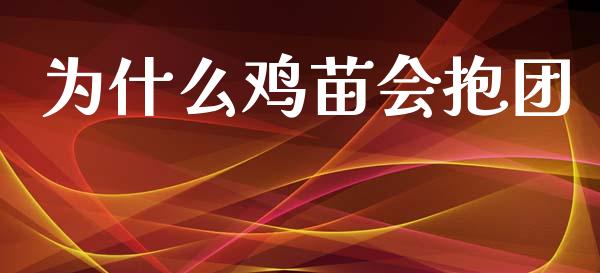 为什么鸡苗会抱团_https://www.gongyisiwang.com_广发期货手续费_第1张